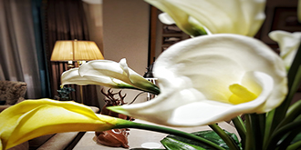 生活的爱人与绅士